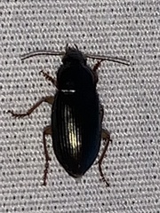 Notiobia
