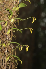 Bulbophyllum ngoyense