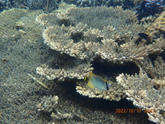 Chaetodon trifascialis