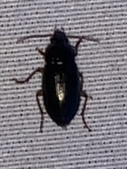 Notiobia