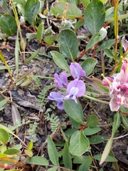 Oxytropis arctica arctica