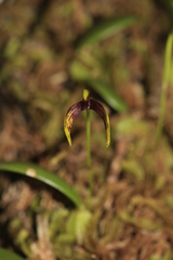 Bulbophyllum ngoyense