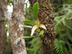 Bulbophyllum baladeanum