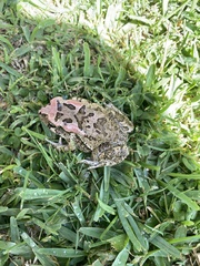 Sclerophrys capensis