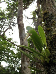 Bulbophyllum baladeanum