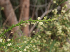 Acacia alata