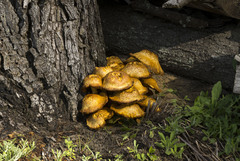 Gymnopilus
