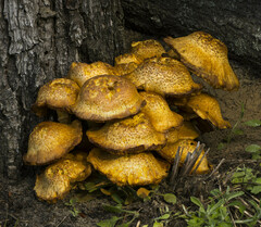 Gymnopilus