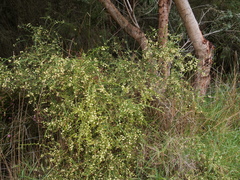 Acacia alata