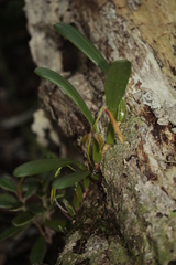 Bulbophyllum baladeanum