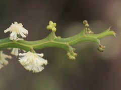 Acacia alata