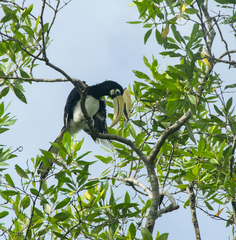 Anthracoceros albirostris