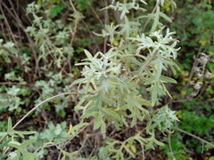 Eriophyllum staechadifolium