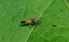 Cosmopterix
