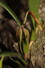 Bulbophyllum baladeanum