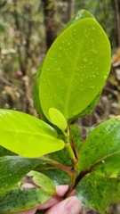 Griselinia lucida