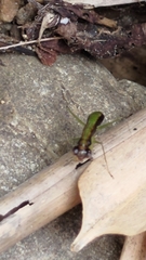 Odontomantis planiceps