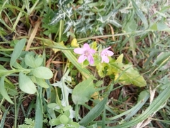 Erodium malacoides