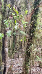 Griselinia lucida