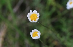 Rhodanthe anthemoides
