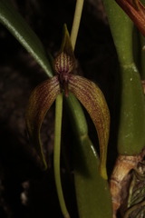 Bulbophyllum baladeanum