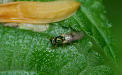 Microchrysa