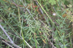 Rhodanthe anthemoides