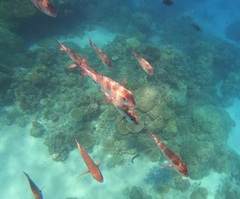 Monotaxis grandoculis