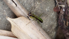 Odontomantis planiceps