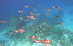 Monotaxis grandoculis