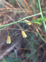 Asparagus officinalis