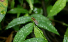 Episyrphus