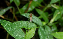 Episyrphus
