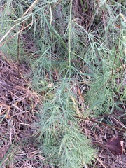 Asparagus officinalis