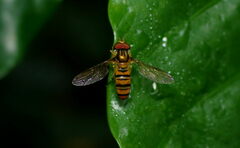 Episyrphus