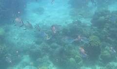 Trachinotus