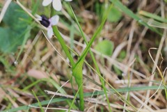Wurmbea biglandulosa