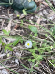 Brachyscome microcarpa