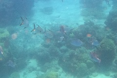Trachinotus