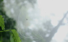 Gasteracantha geminata