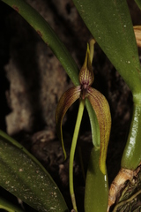 Bulbophyllum baladeanum