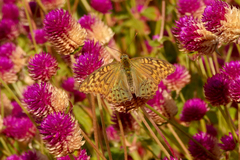 Argynnis pandora