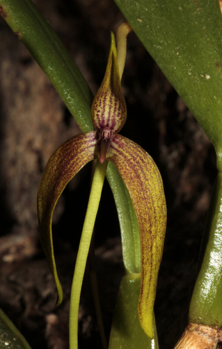 Bulbophyllum baladeanum J.J.Sm.