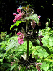 Stachys alpina