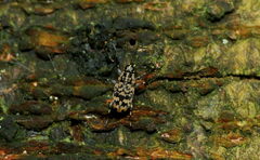 Anthribidae