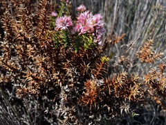 Sprengelia incarnata