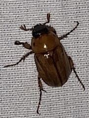 Cyclocephala lurida