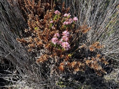 Sprengelia incarnata