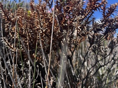 Sprengelia incarnata