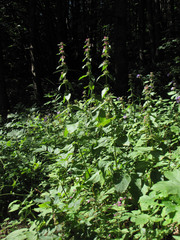 Stachys alpina